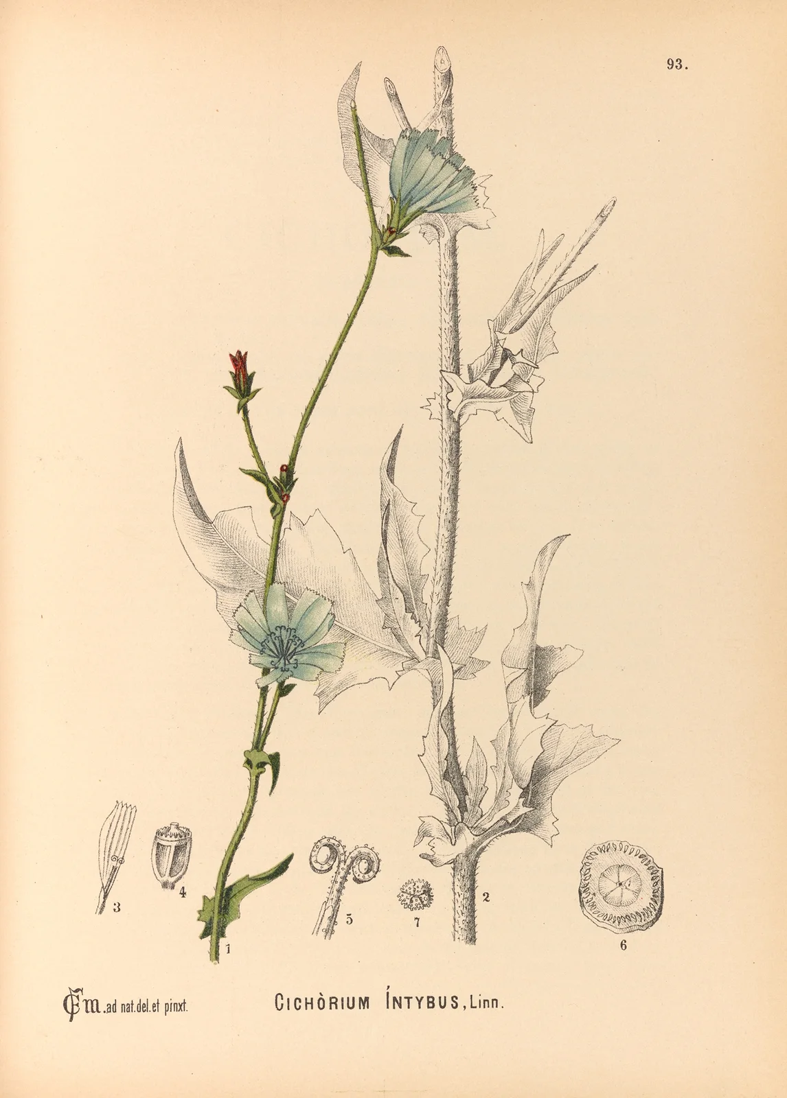 Medicinal Plants Pl.087 av Charles Frederick Millspaugh