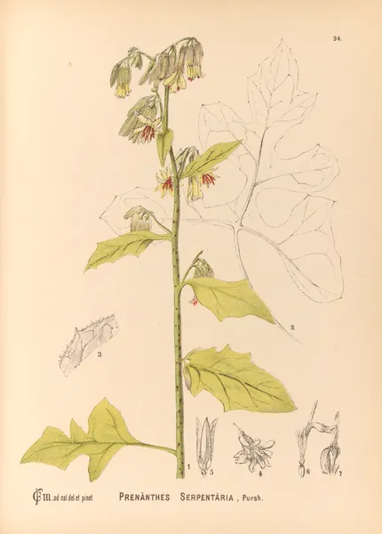 Medicinal Plants Pl.088 av Charles Frederick Millspaugh
