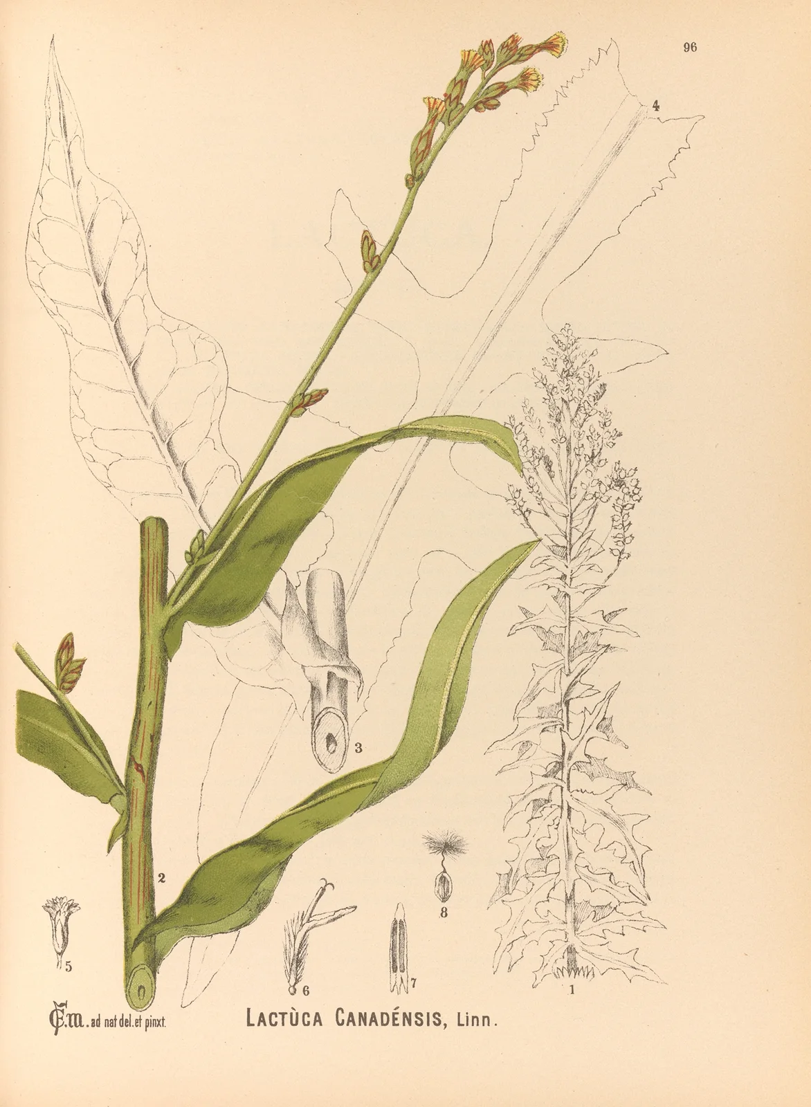 Medicinal Plants Pl.090 av Charles Frederick Millspaugh