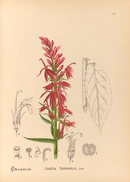 Medicinal Plants Pl.091 av Charles Frederick Millspaugh