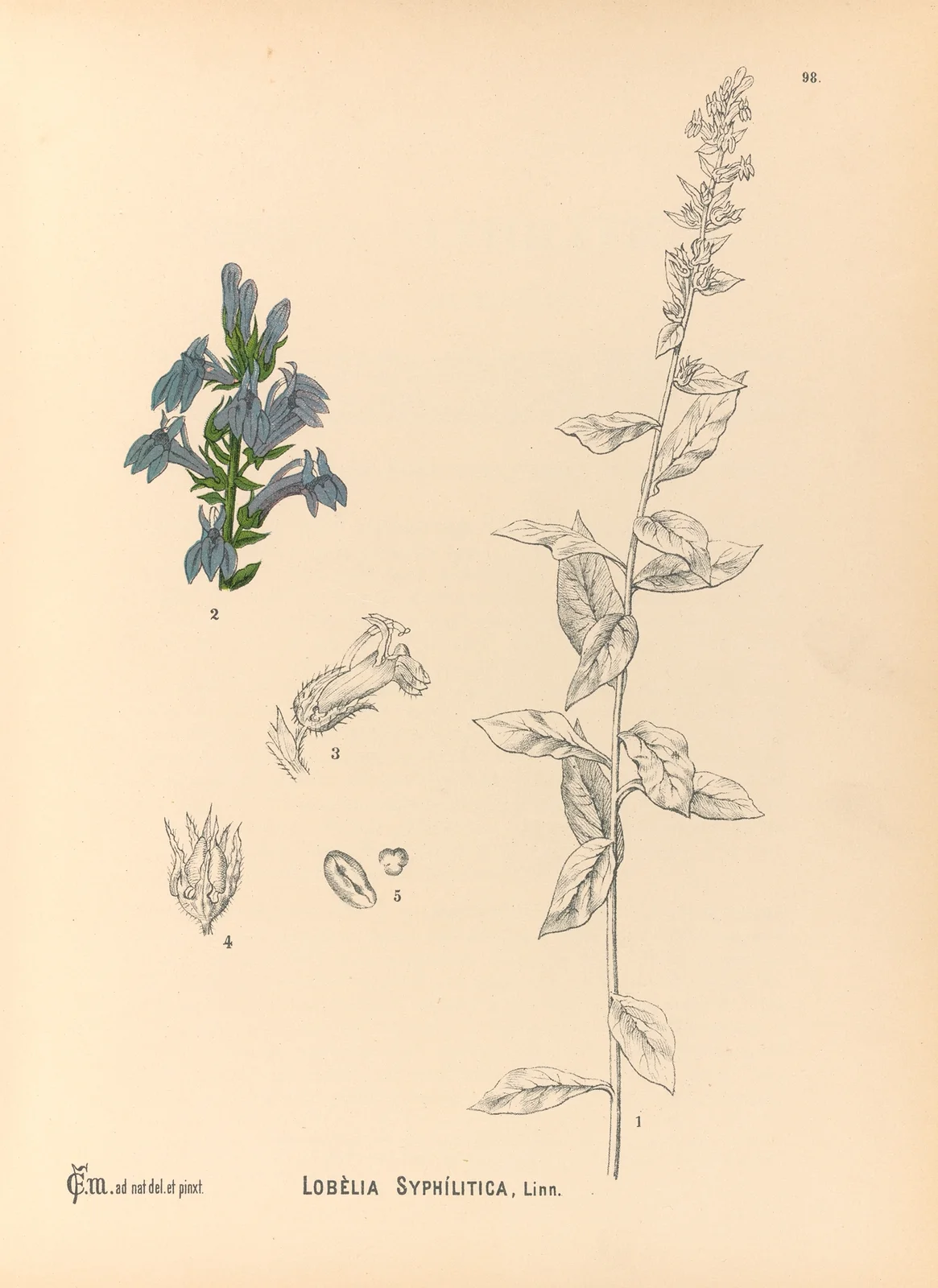 Medicinal Plants Pl.092 av Charles Frederick Millspaugh