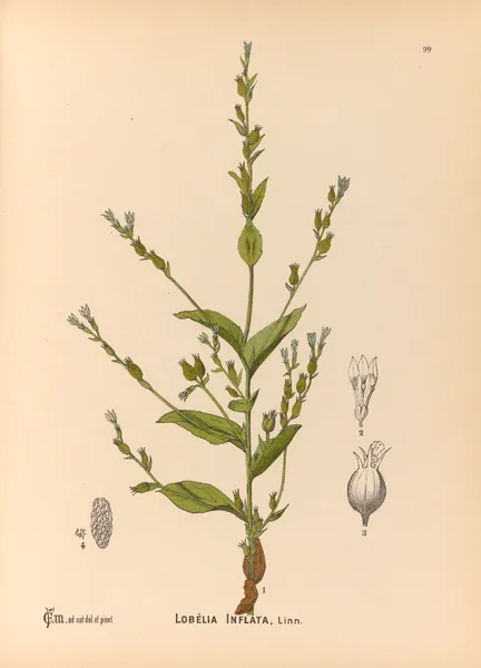 Medicinal Plants Pl.093 av Charles Frederick Millspaugh