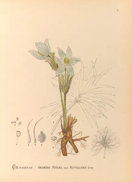 Medicinal Plants Pl.094 av Charles Frederick Millspaugh