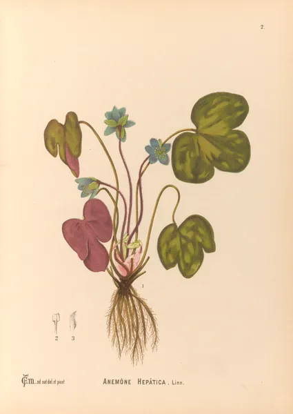Medicinal Plants Pl.095 av Charles Frederick Millspaugh