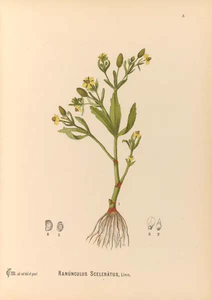 Medicinal Plants Pl.096 av Charles Frederick Millspaugh