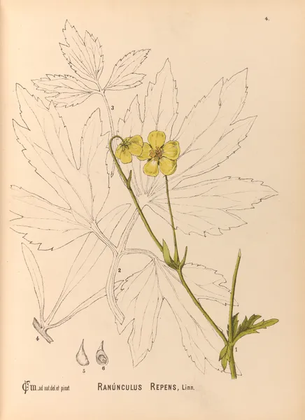 Medicinal Plants Pl.097 av Charles Frederick Millspaugh