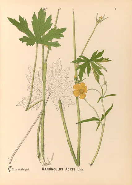 Medicinal Plants Pl.099 av Charles Frederick Millspaugh