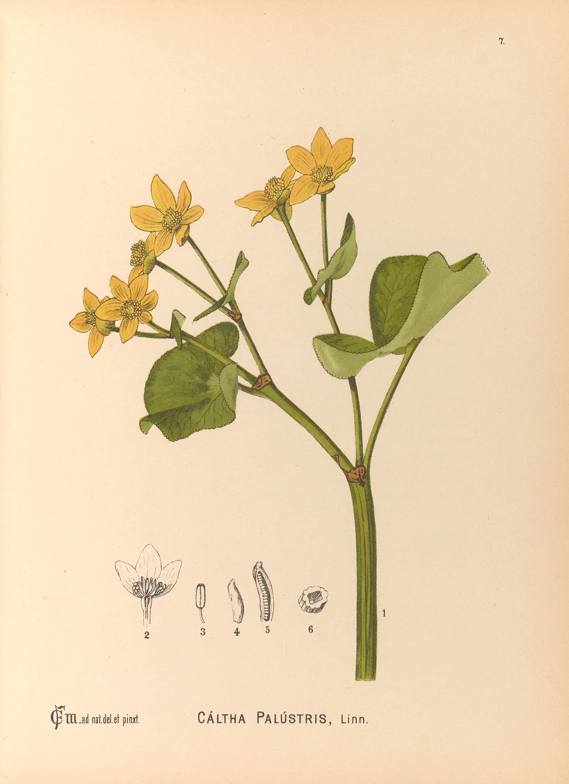 Medicinal Plants Pl.100 av Charles Frederick Millspaugh