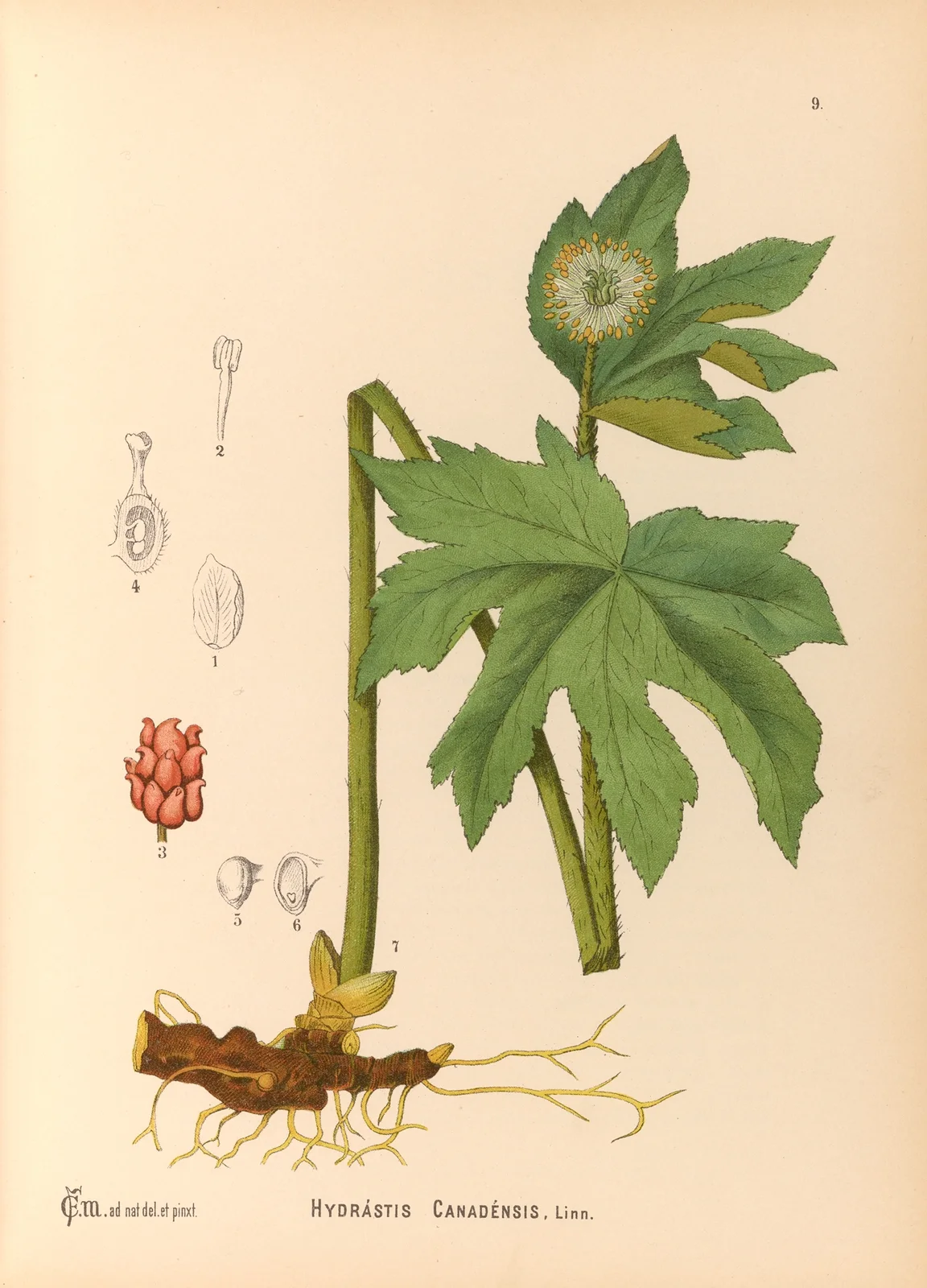 Medicinal Plants Pl.102 av Charles Frederick Millspaugh