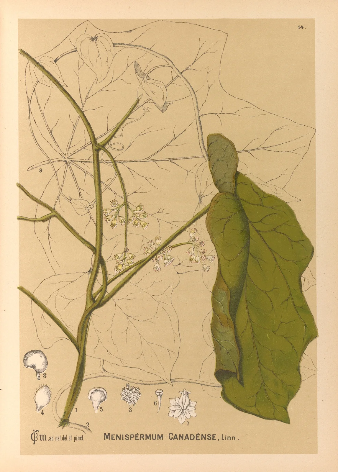 Medicinal Plants Pl.107 av Charles Frederick Millspaugh