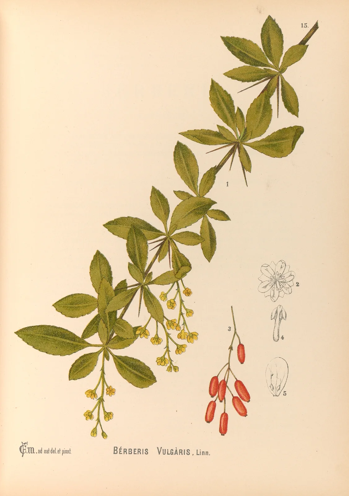 Medicinal Plants Pl.108 av Charles Frederick Millspaugh