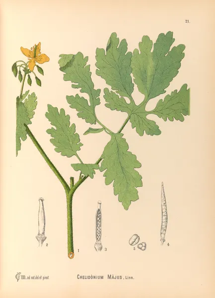 Medicinal Plants Pl.114 av Charles Frederick Millspaugh