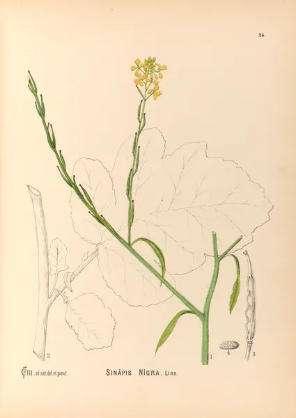 Medicinal Plants Pl.117 av Charles Frederick Millspaugh