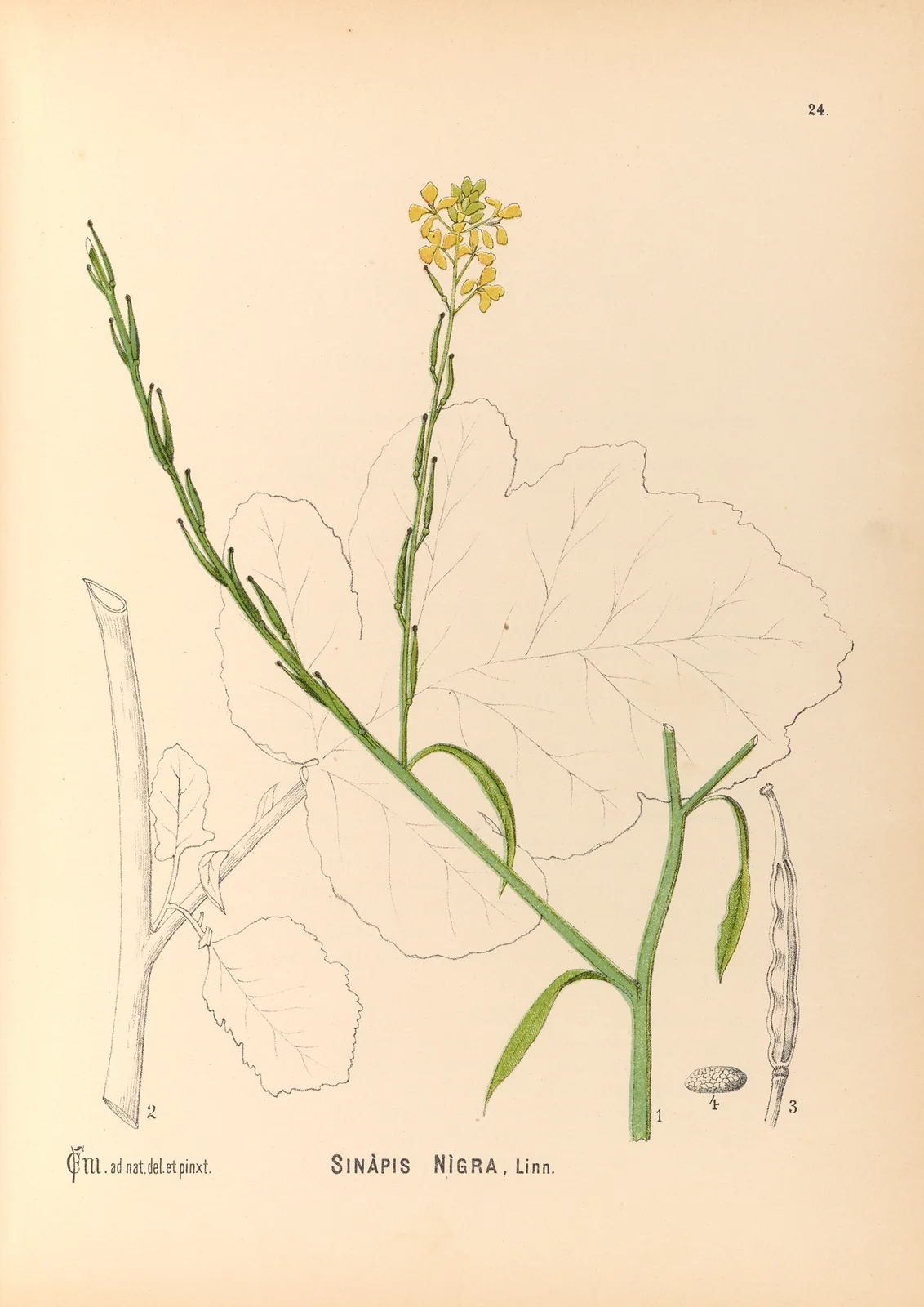 Medicinal Plants Pl.117 av Charles Frederick Millspaugh