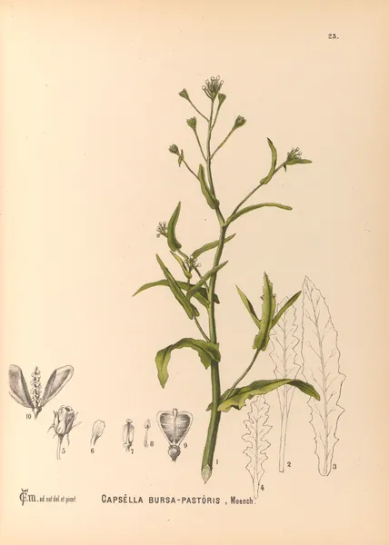 Medicinal Plants Pl.118 av Charles Frederick Millspaugh