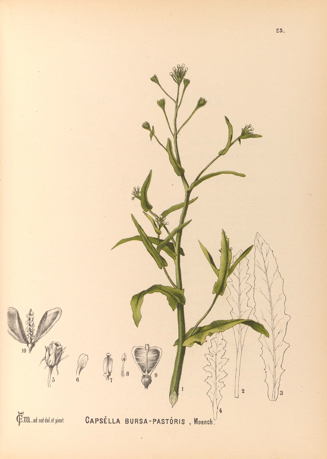 Medicinal Plants Pl.118 av Charles Frederick Millspaugh