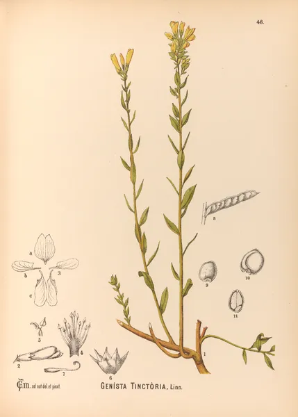 Medicinal Plants Pl.139 av Charles Frederick Millspaugh