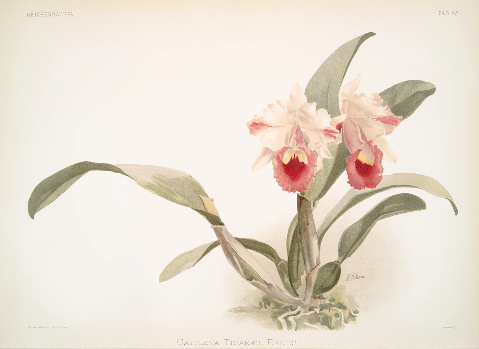 Cattleya labiata trianaei. av Frederick Sander