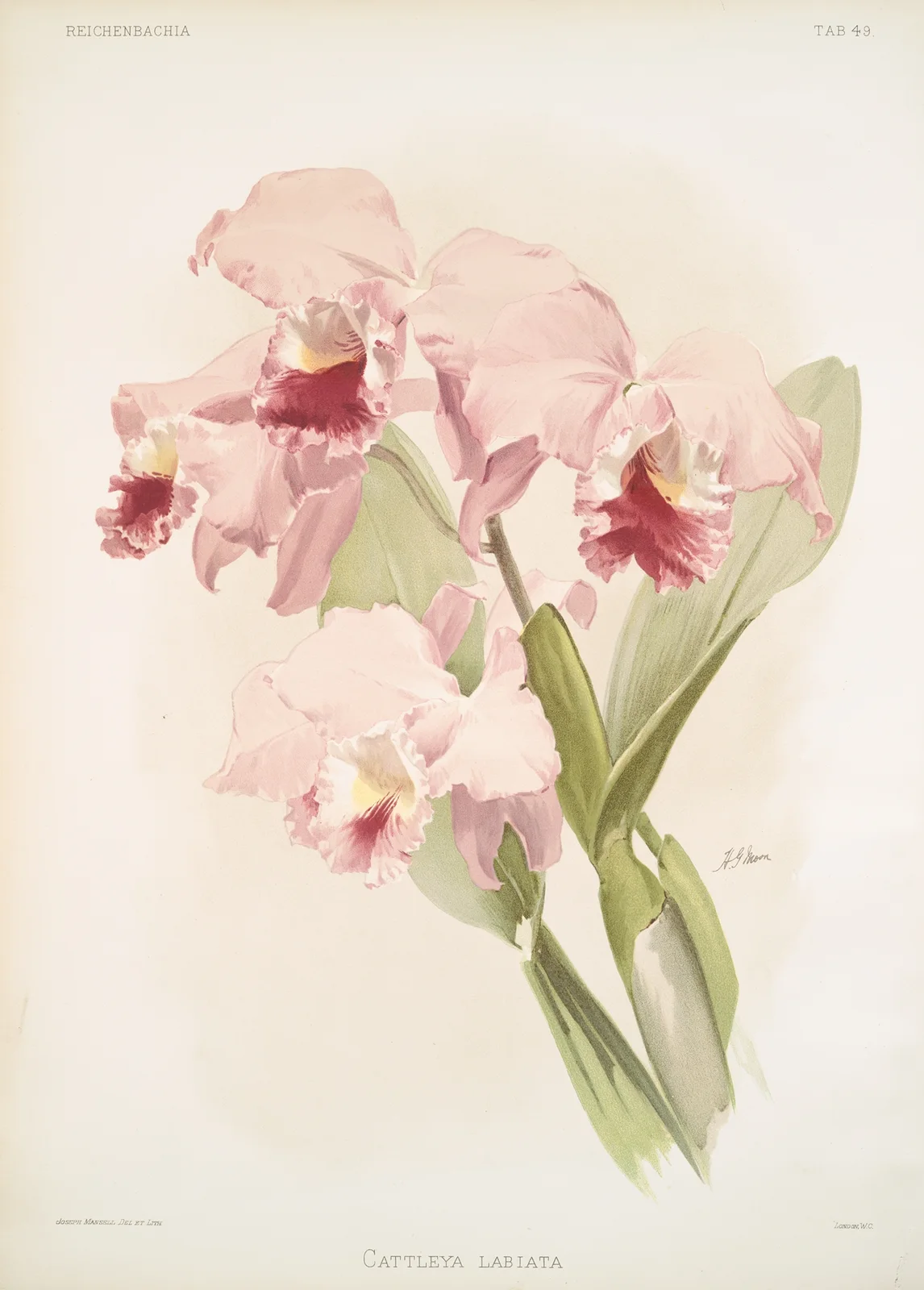 Cattleya labiata. av Frederick Sander
