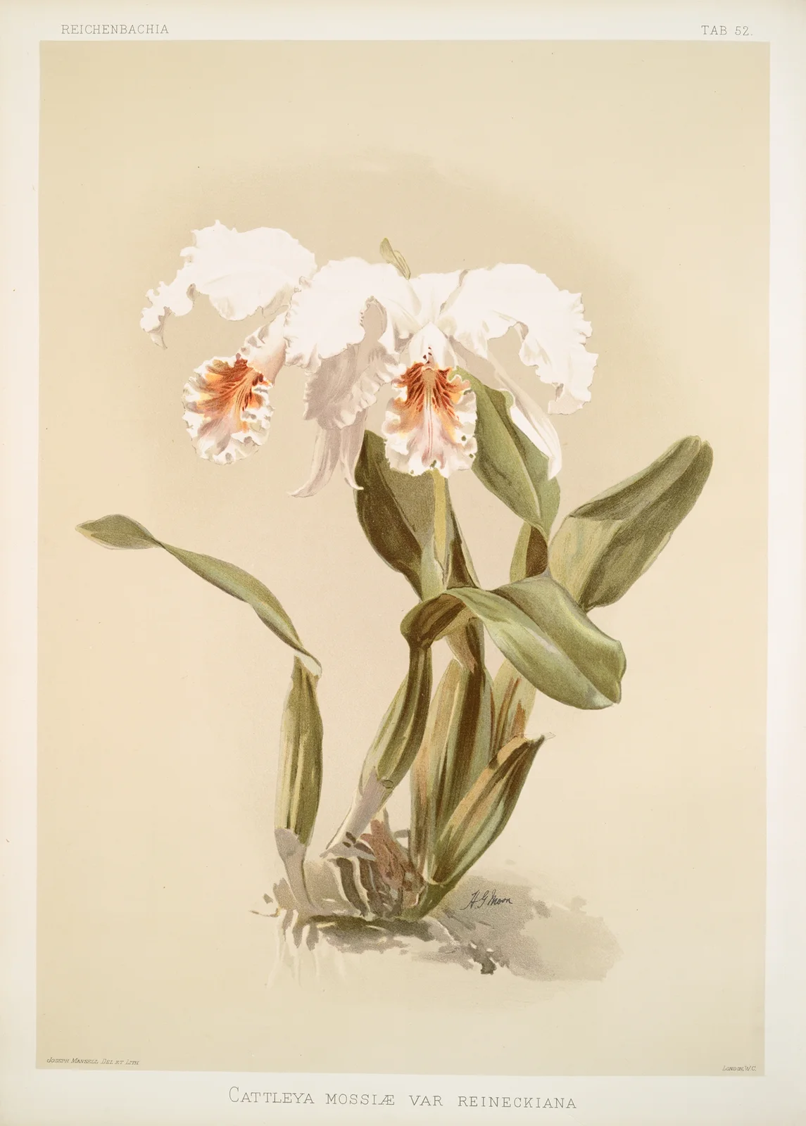 Cattleya mossiæ var reineckiana. av Frederick Sander