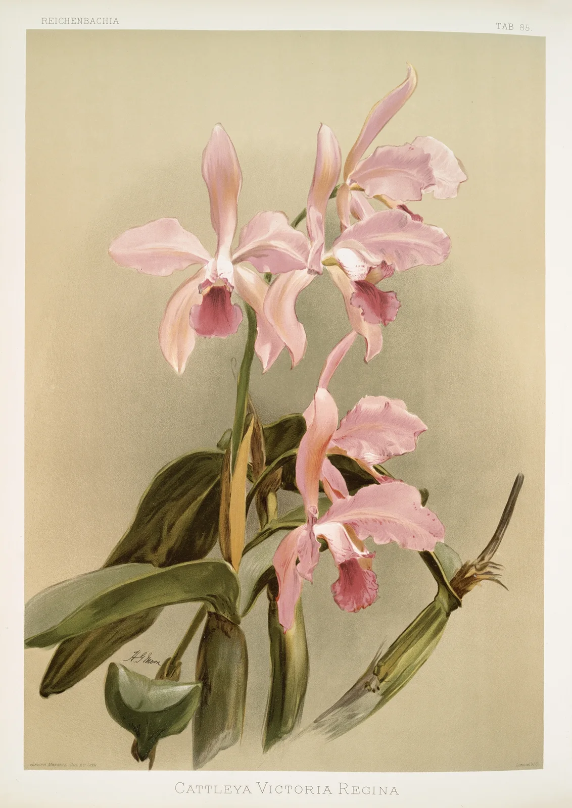 Cattleya victoria regina. av Frederick Sander