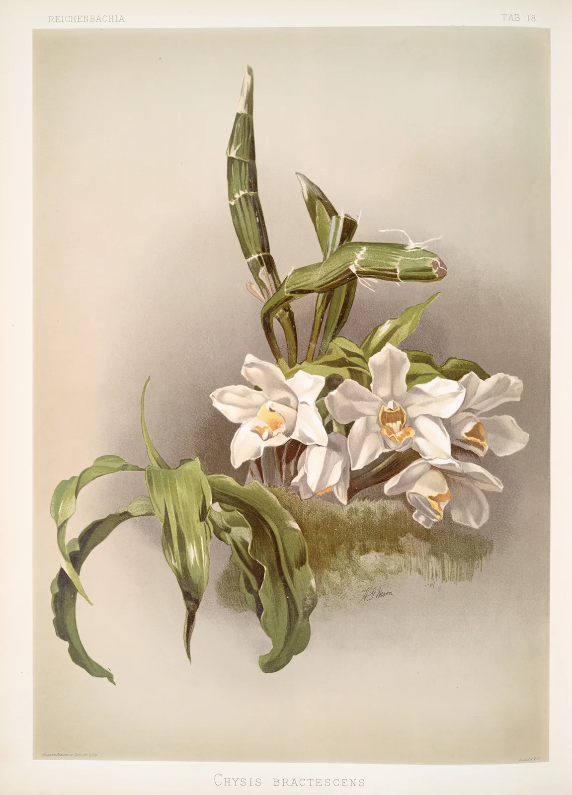 Chysis bractescens. av Frederick Sander