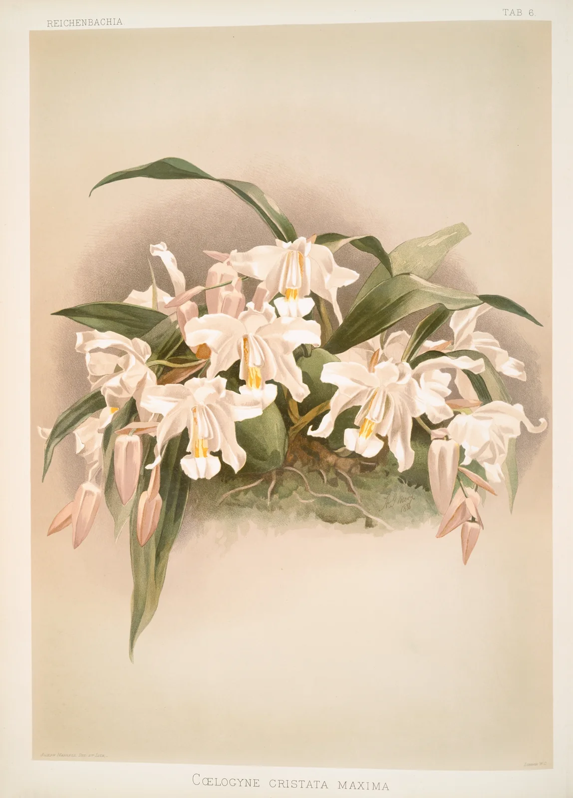 Coelogyne cristata maxima. av Frederick Sander