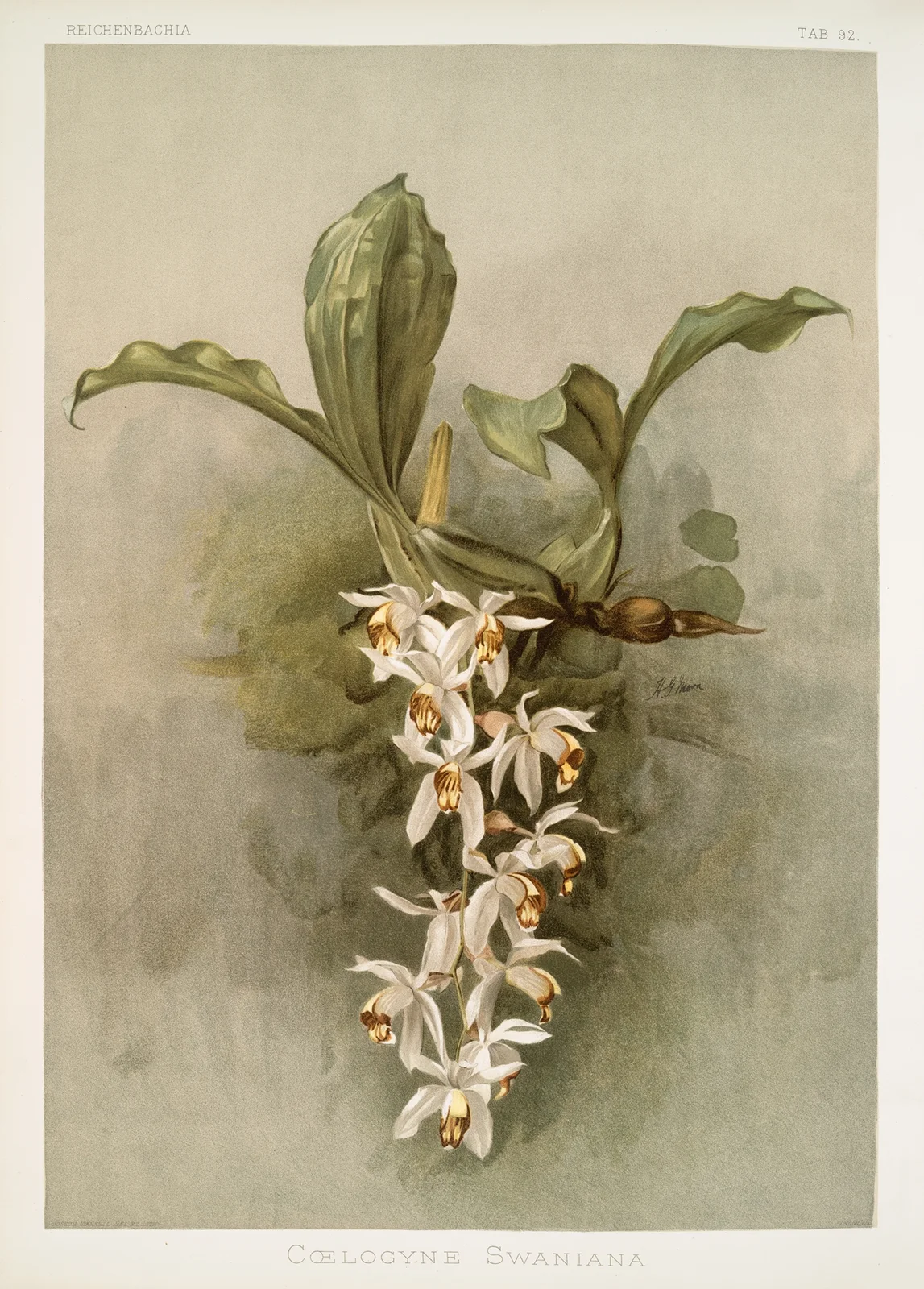 Coelogyne swaniana. av Frederick Sander