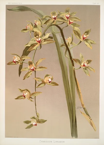 Cymbidium lowianum. av Frederick Sander