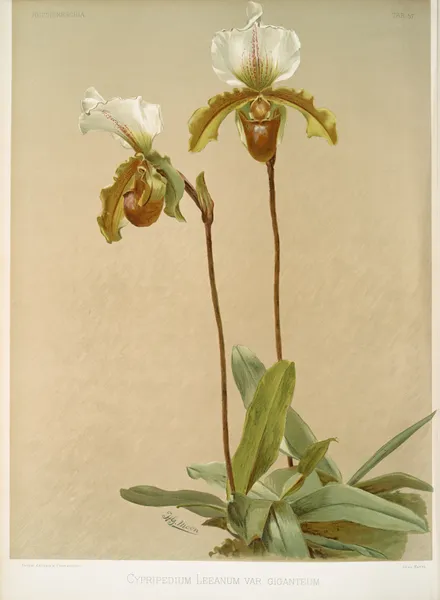 Cypripedium leeanum var giganteum. av Frederick Sander