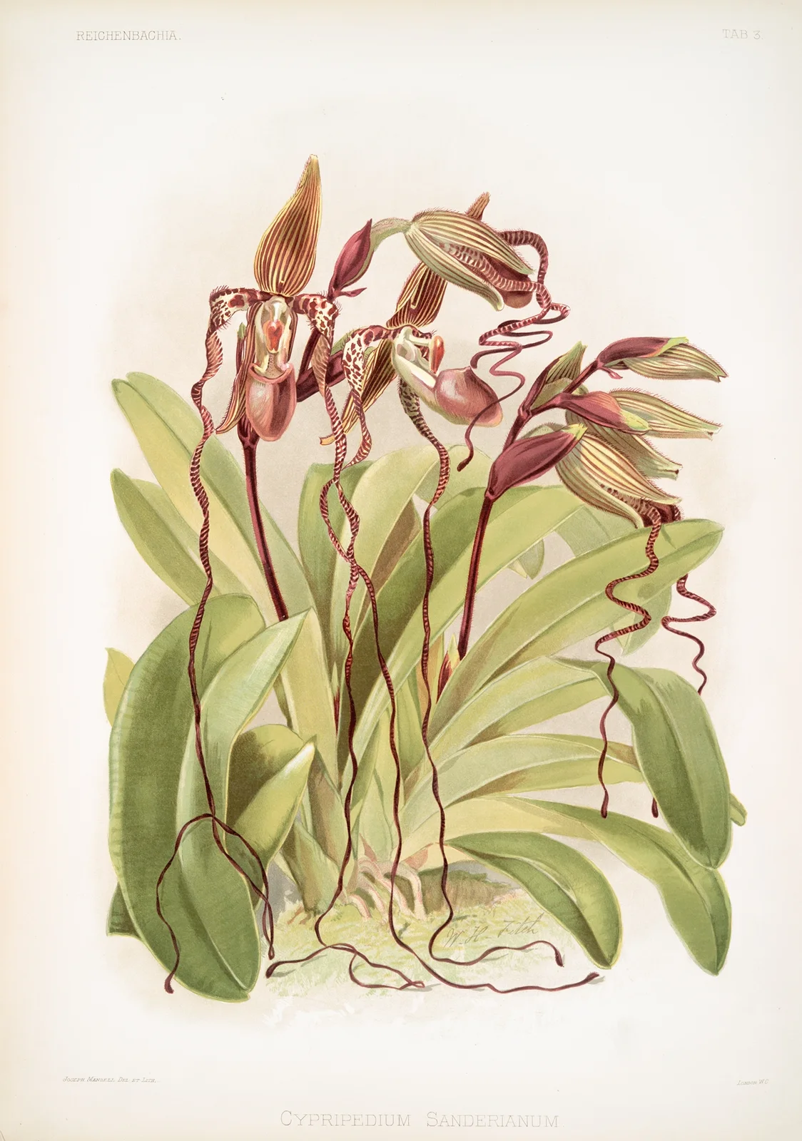 Cypripedium sanderianum. av Frederick Sander