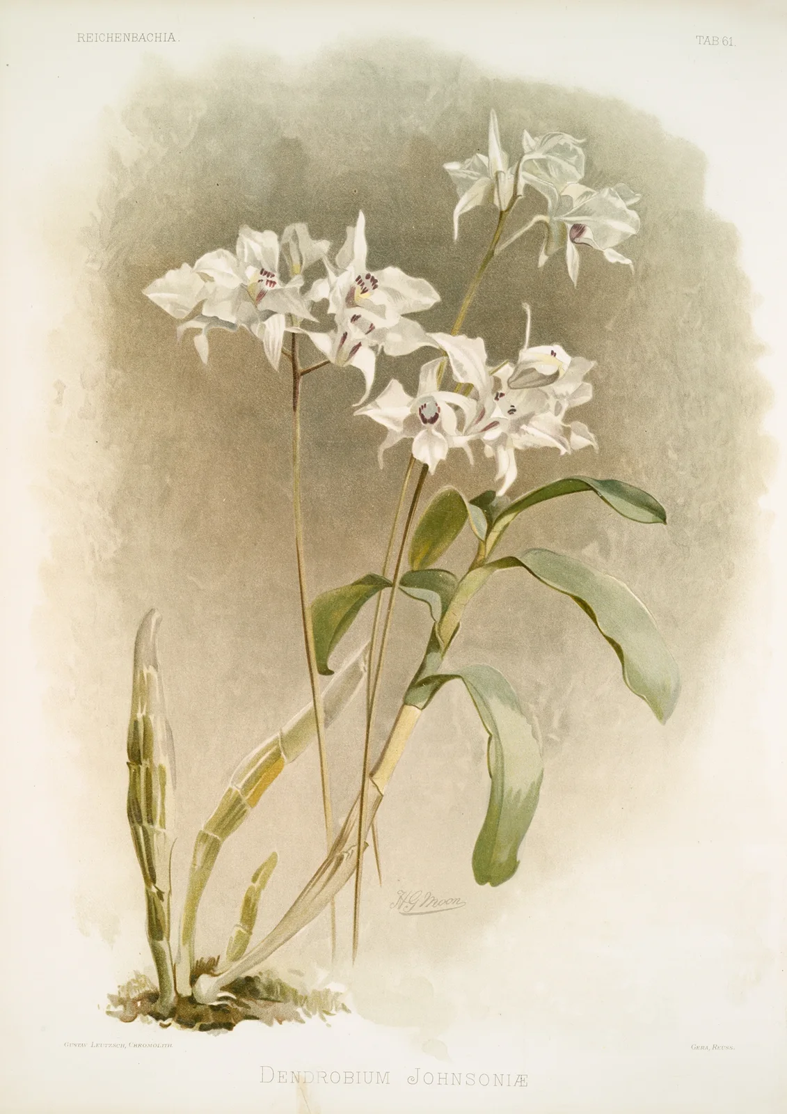 Dendrobium Johnsoniæ. av Frederick Sander