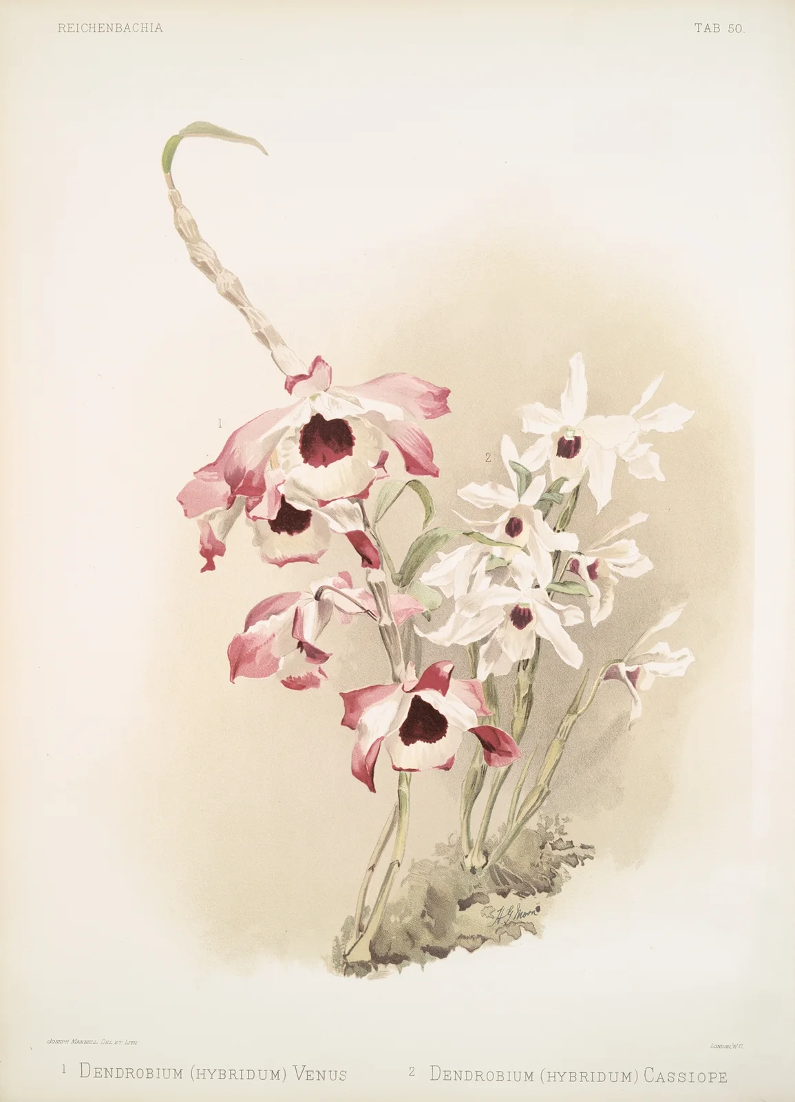 Dendrobium (hybridum) venus; Dendrobium (hybridum) cassiope. av Frederick Sander