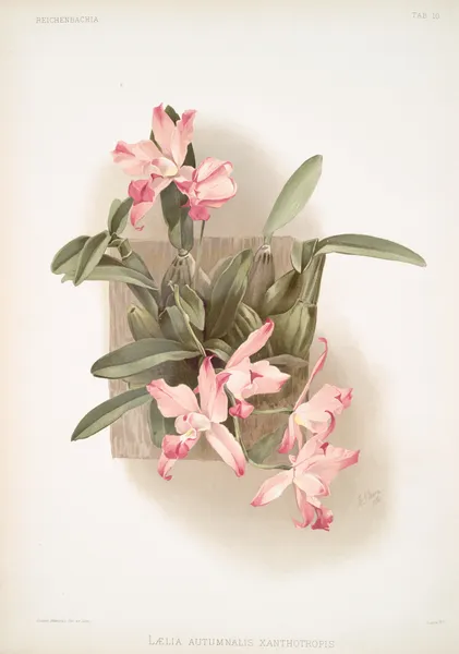 Laelia autumnalis xanthotropis. av Frederick Sander
