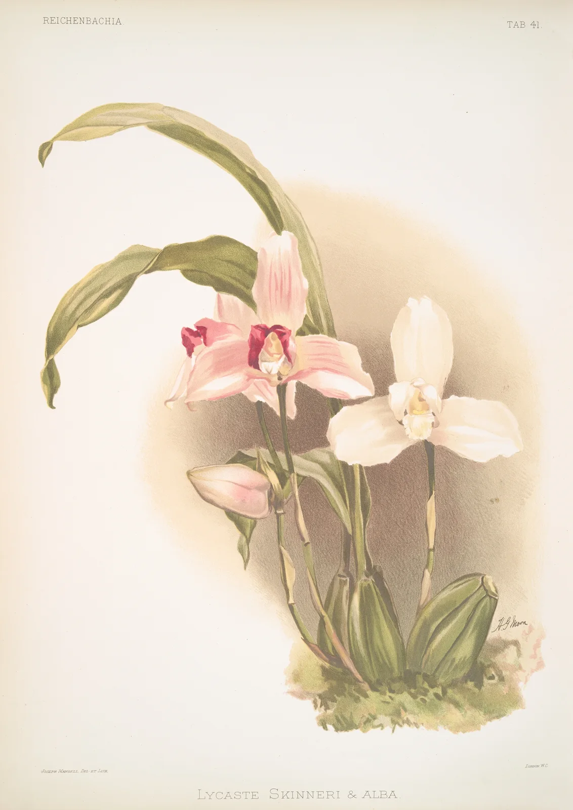 Lycaste skinneri & alba. av Frederick Sander