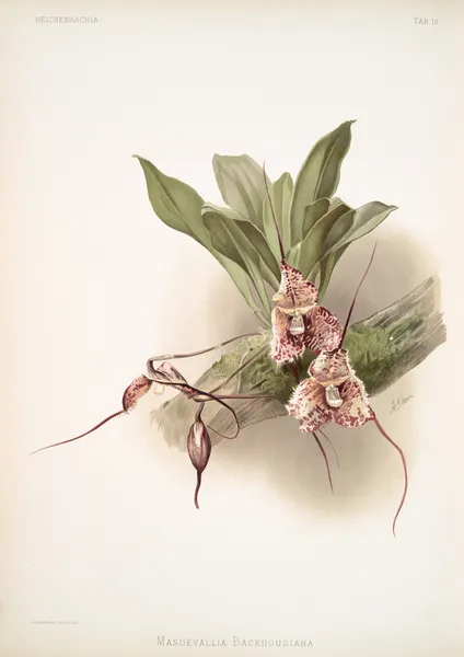 Masdevallia backhousiana. av Frederick Sander