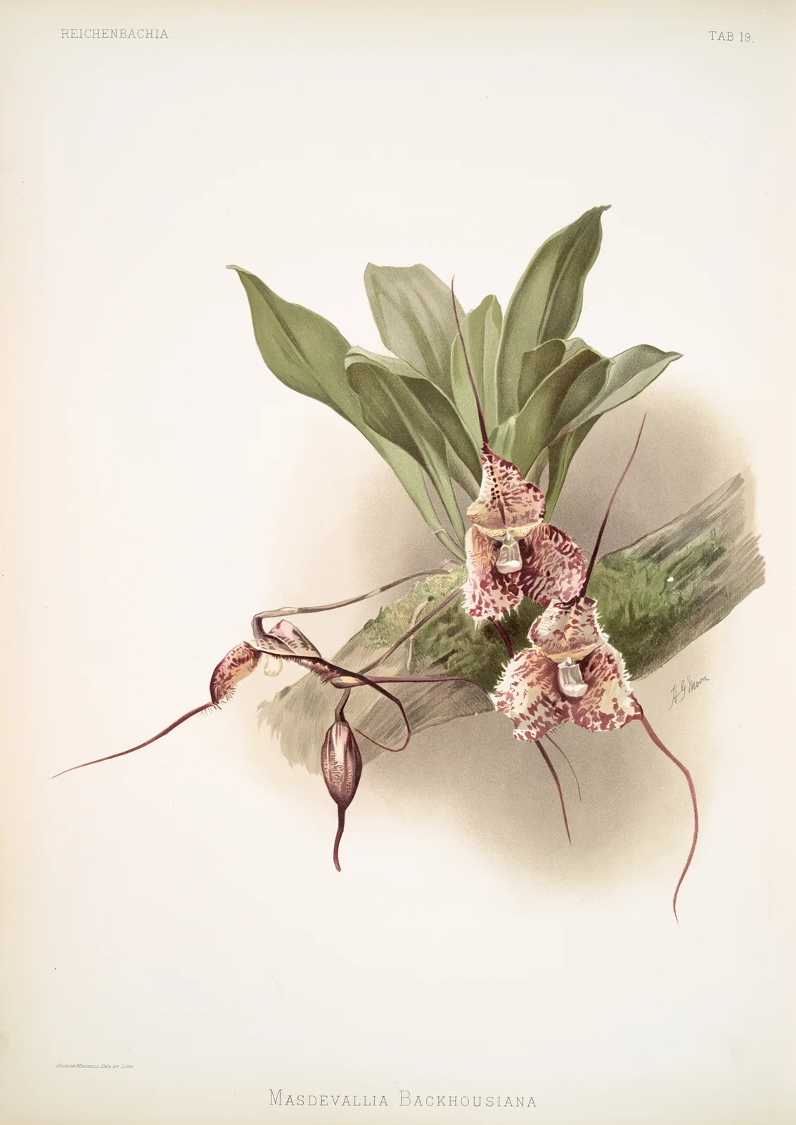 Masdevallia backhousiana. av Frederick Sander