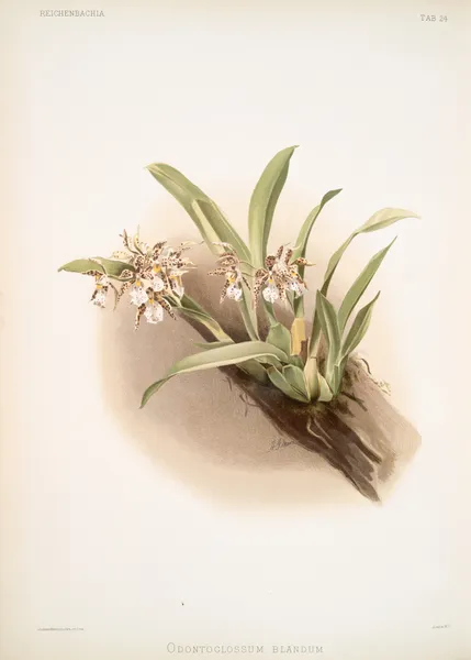 Odontoglossum blandum. av Frederick Sander