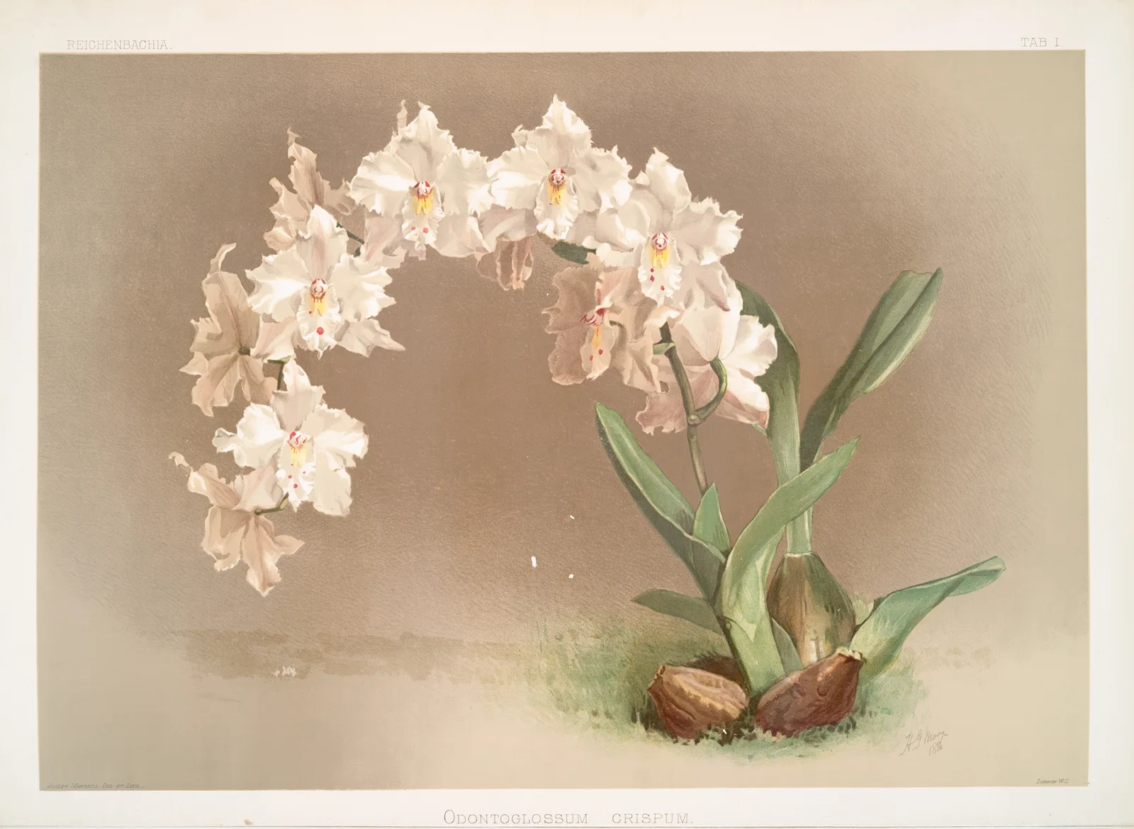 Odontoglossum crispum. av Frederick Sander