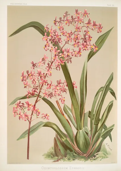 Odontoglossum edwardii. av Frederick Sander