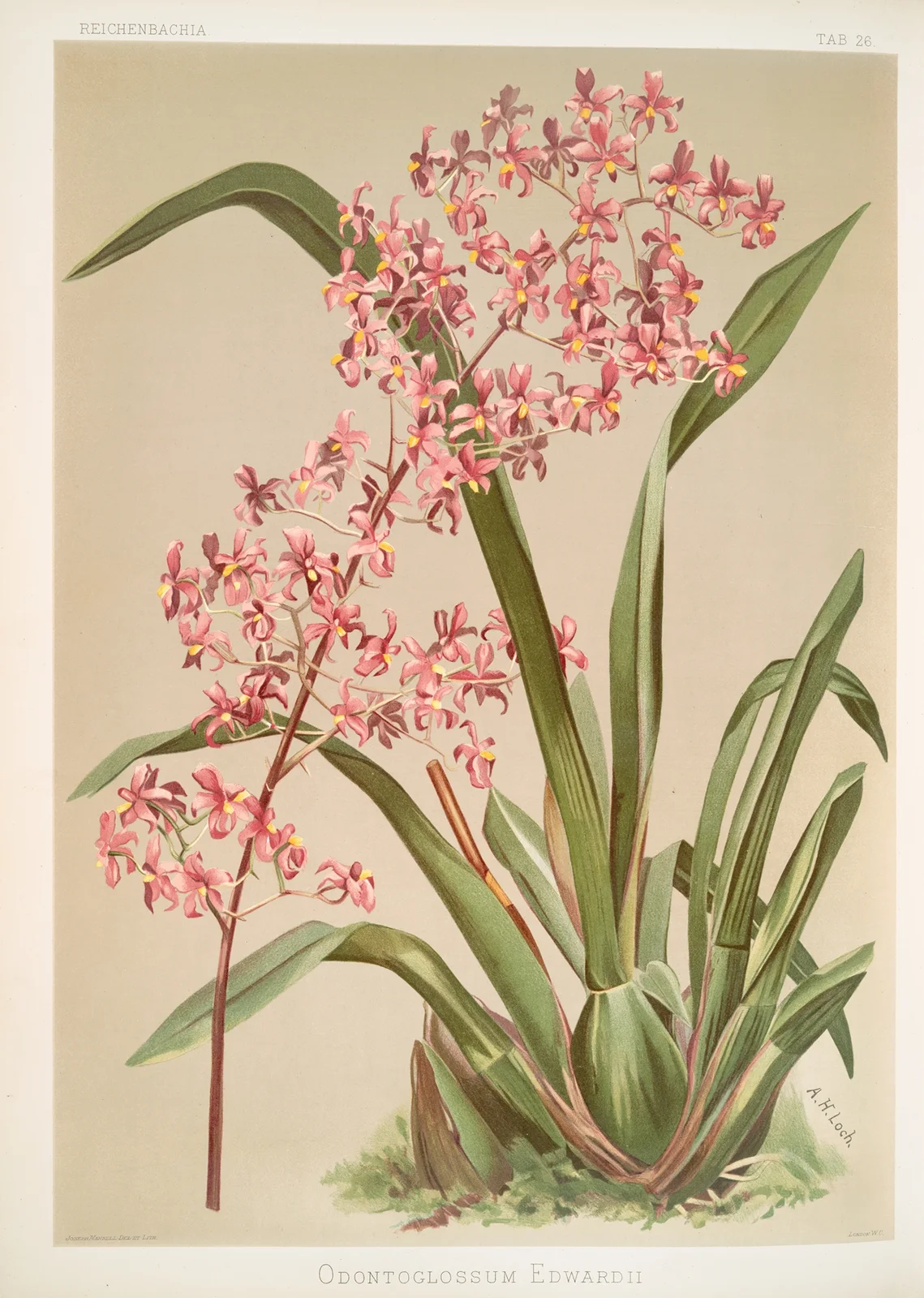 Odontoglossum edwardii. av Frederick Sander