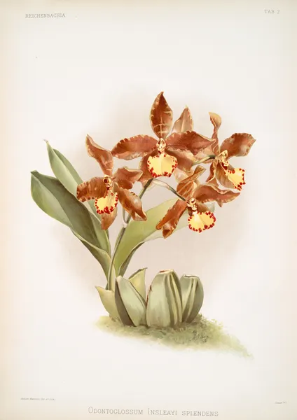 Odontoglossum insleayi splendens. av Frederick Sander