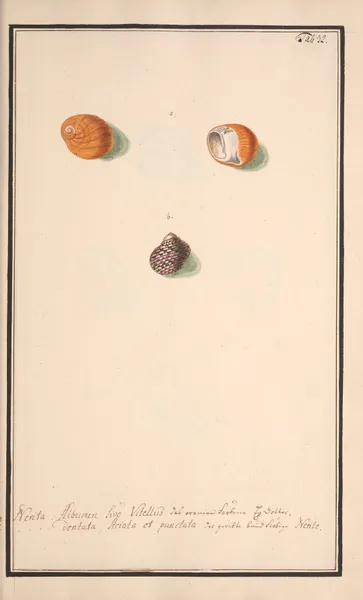 Conchylia picta ad naturam a pictore academico Pl.032 av Andreas Friedrich Happe