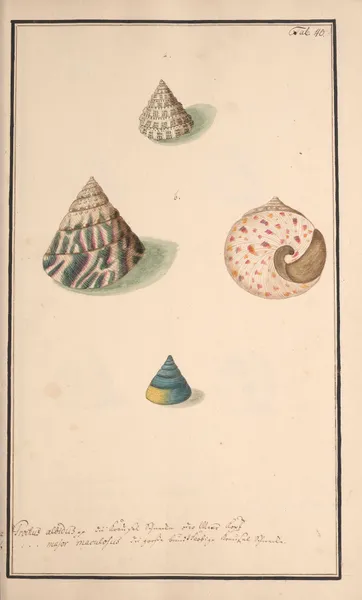 Conchylia picta ad naturam a pictore academico Pl.040 av Andreas Friedrich Happe