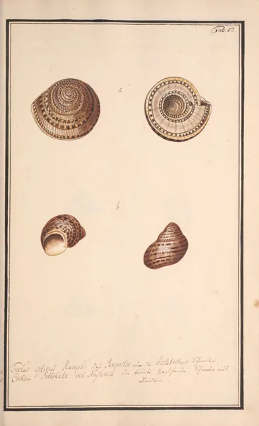 Conchylia picta ad naturam a pictore academico Pl.053 av Andreas Friedrich Happe