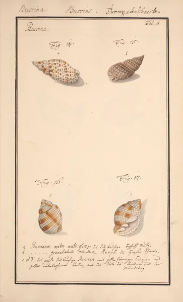 Conchylia picta ad naturam a pictore academico Pl.058 av Andreas Friedrich Happe