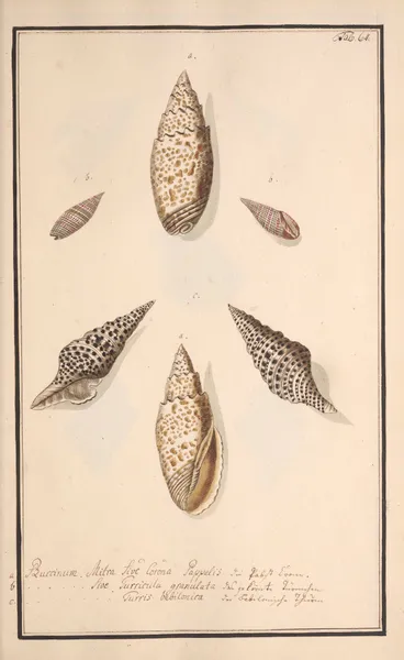 Conchylia picta ad naturam a pictore academico Pl.064 av Andreas Friedrich Happe