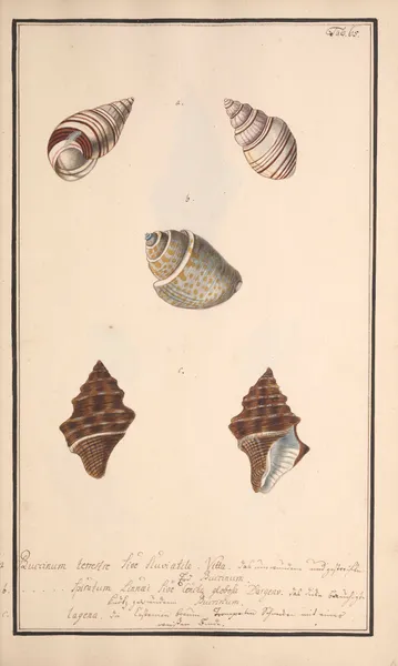 Conchylia picta ad naturam a pictore academico Pl.065 av Andreas Friedrich Happe