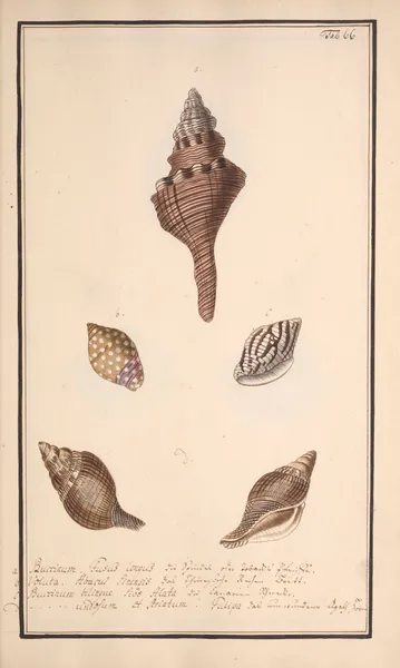 Conchylia picta ad naturam a pictore academico Pl.066 av Andreas Friedrich Happe
