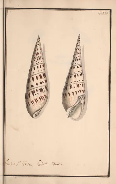 Conchylia picta ad naturam a pictore academico Pl.069 av Andreas Friedrich Happe